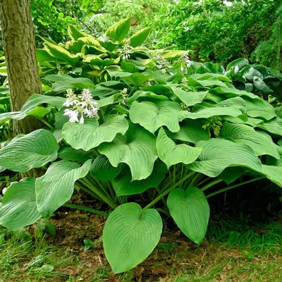 Hosta Roots - Giant Mix | Flower Bulbs | Eden Brothers