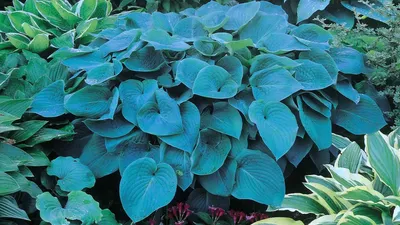 Cutting Edge Hosta - Shade Perennial Blue Hosta Plant – NH Hostas