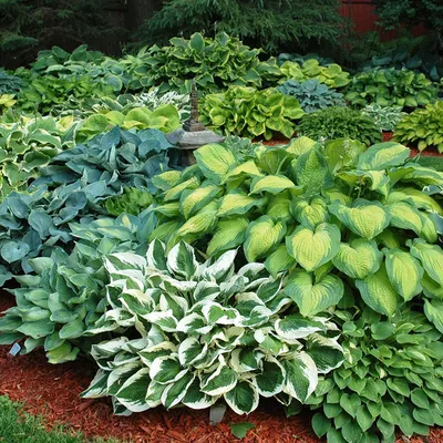 Francee Hosta | Save on Shade Perennials | Shop Brecks