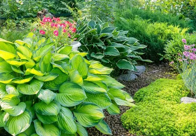 Halcyon Hosta, Plantain Lily | American Meadows