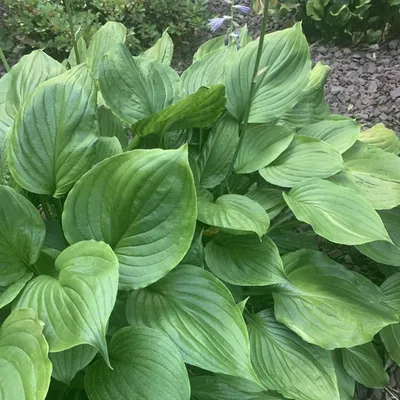 The Ultimate Guide to Hosta Care, Planting, and Pruning | Expert Gardening  Tips