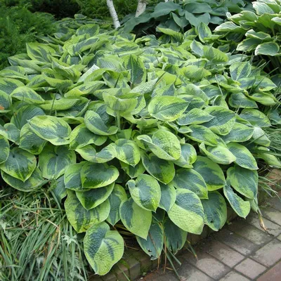 Hosta ventricosa | Large Leaf Hosta – Almanac Planting Co