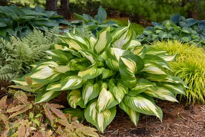 Hosta Large Leaf Tokudama Flavocircinalis - 1 bare root - Longfield Gardens