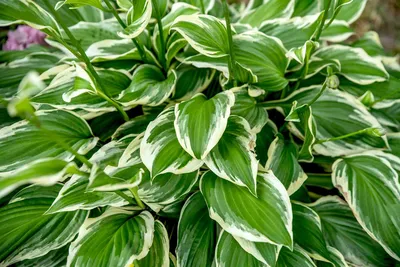 Shadowland® Hosta | Buy Proven Winners® Plants Online – Proven Winners  Direct