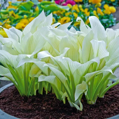 Hosta Gold Standard - a Classic gorgeous hosta!