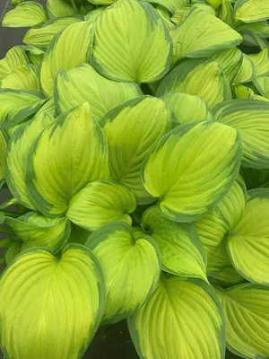 Hosta Patriot | Bluestone Perennials