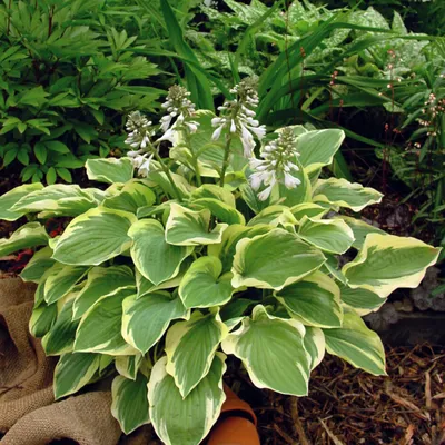 Hosta Stained Glass | Stained Glass Hosta - Plant Delights Nursery