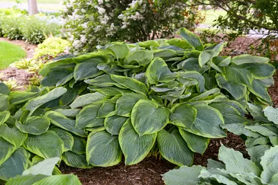 Tambourine Hosta | Plant Addicts