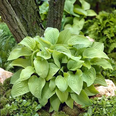 Hosta SHADOWLAND® 'Wu-La-La'