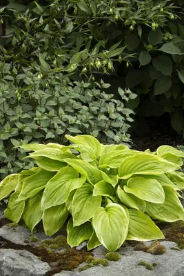 August Moon Hosta - Golden Green Heart Shaped Foliage - Quart Pot - Hirt's  Gardens