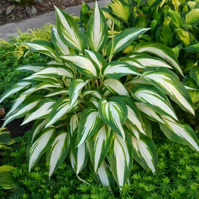 Fragrant Bouquet Hosta, Hosta fortunei 'Fragrant Bouquet', Monrovia Plant