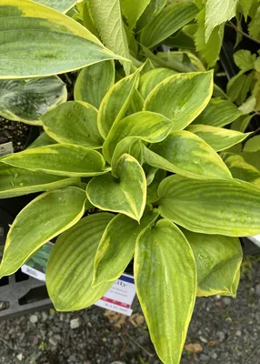 Cool as a Cucumber Hosta – New Blooms Nursery