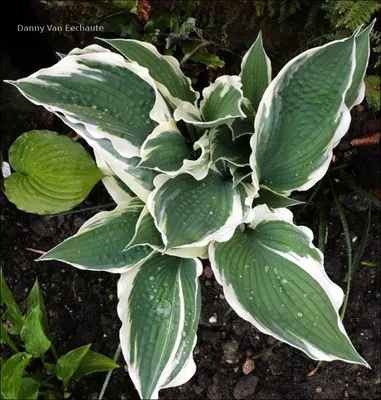 Hosta Maple Leaf, Plantain Lily, Maple Leaf, #1 - Behmerwald Nursery