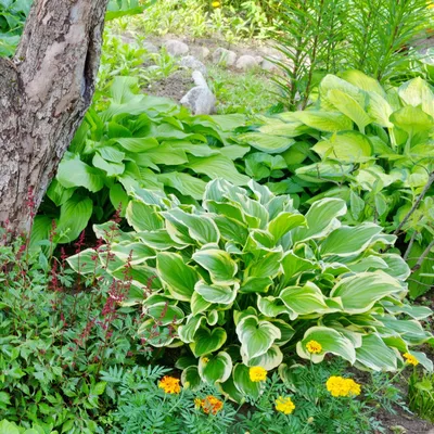 Mixed Heart-Shaped Hosta Bare Roots - Touch Of Eco - 3 Bare Roots, Up to  36\" Wide - Walmart.com