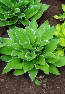 Hosta, Francee - Campbell's Nursery