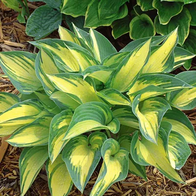 Hosta Large Leaf Bressingham Blue - 3 bare roots - Longfield Gardens