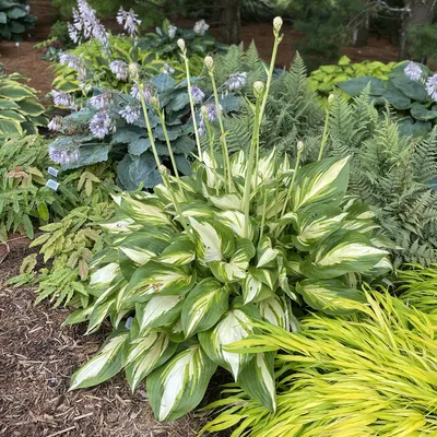 Hosta SHADOWLAND® 'Miss America' - Garden Crossings