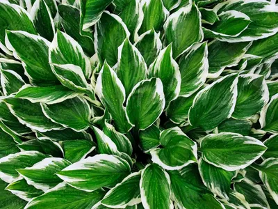 Hosta Care Guide - Grow Hosta Flowers And Foliage | Gardening Know How