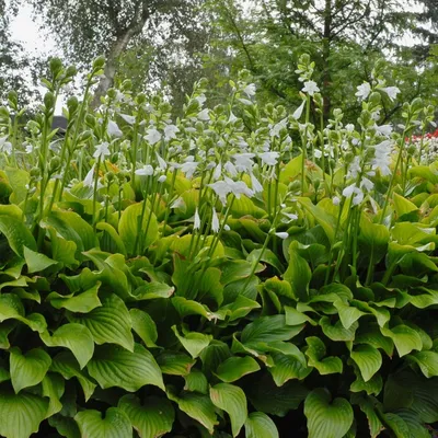 Hosta 'Royal Standard' | White Flower Farm