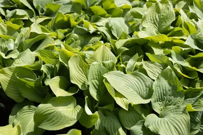 Which Hosta Plants Grow in Hot Zones? | The Tree Center™