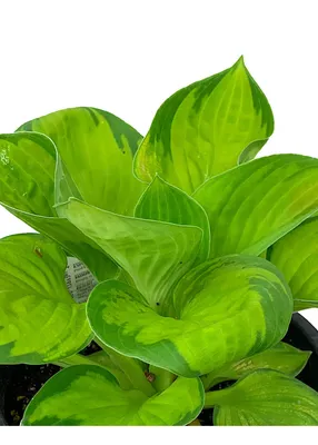 Hosta 'Rainforest Sunrise' - The Garden Corner