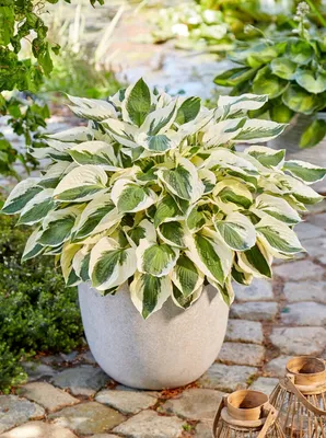 Hosta Perennials For Sale | Patriot Hostas | DutchGrown™