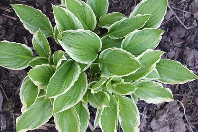 Hosta Plants | Planting, Care, and Pest Advice - New England