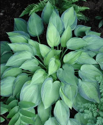 Hosta June Plantain Lily for sale | Rare Roots