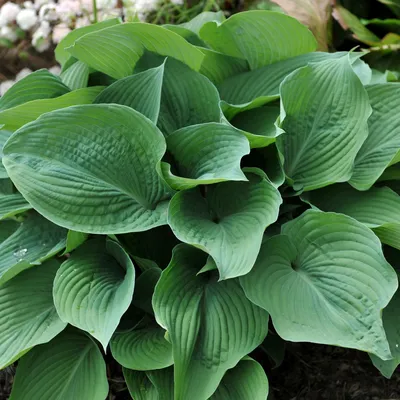 Hosta 'June' | White Flower Farm