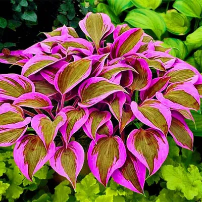 How to Grow and Care for Halcyon Hosta