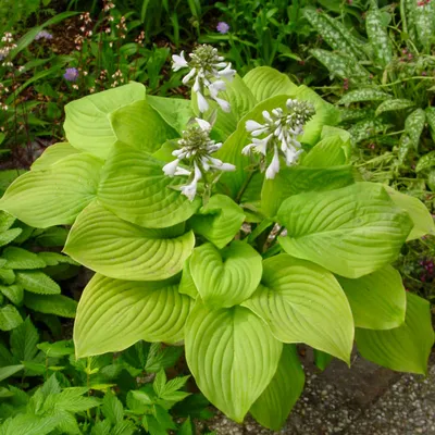 Hostas: Pretty in Pink? - Laidback Gardener