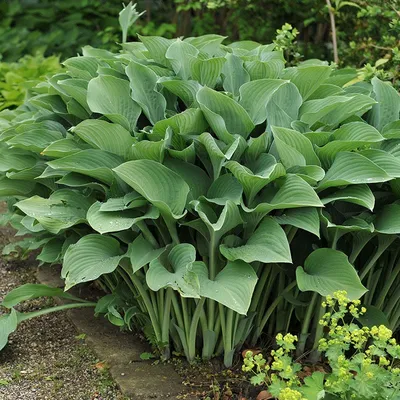 Verdant Medley Hosta Collection | Spring Hill Nurseries – Spring Hill  Nursery