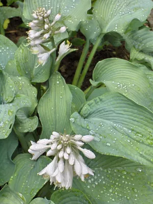 American Hosta Society | Facebook