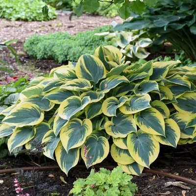 LIBERTY HOSTA – Hinsdale Nurseries – Welcome to Hinsdale Nurseries