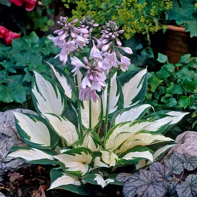 Pretty Silvery Blue Hosta Plants For Sale Online | Blue Angel – Easy To  Grow Bulbs