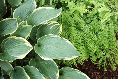 Krossa Regal Hosta | American Meadows