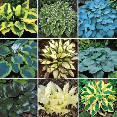 Hosta - Wikipedia