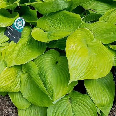 First Frost Hosta – New Blooms Nursery