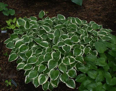 hosta — Blog — Enchanted Gardens