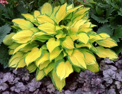 Hosta Sum and Substance - Sugar Creek Gardens