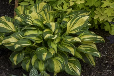 Diamond Tiara Hosta - Shade Perennial GroundCover Hosta Plant – NH Hostas