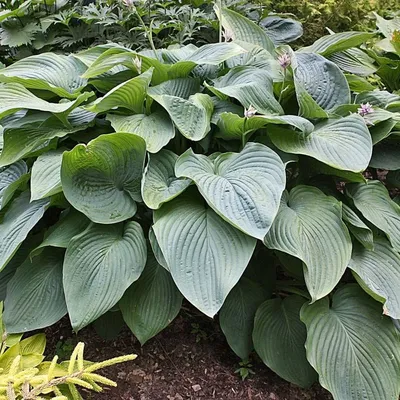 Hosta, Blue-Green Leaf 'Blue Angel'