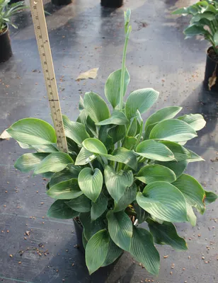 Buy Hosta Island Breeze