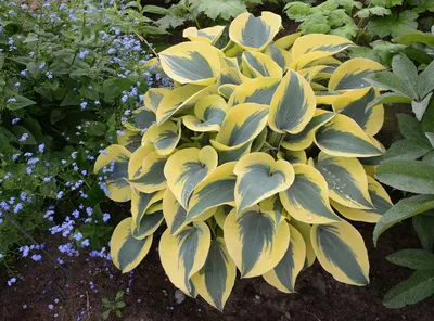 Rainbow's End - Hosta hybrid | Proven Winners