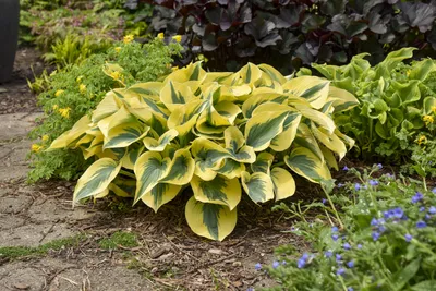 Fire and Ice Hosta, Plantain Lily | American Meadows