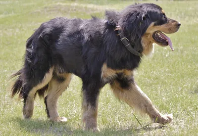 Бурят-монгольский волкодав (Buryat Mongolian Wolfhound) - это спокойная и  уравновешенная порода собак. Описание, фото и отзывы.