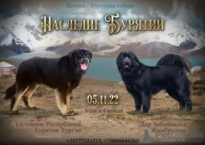 Бурят-Монгольский Волкодав | Всё О Собаке, Фото, Цена в 2023 г | Волкодав,  Породы собак, Собаки