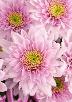 Хризантема Белиция Лайт Пинк Chrysanthemum Belicia Light Pink - купить  саженцы хризантемы с доставкой по Украине в магазине Добродар