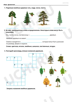 🌲 Хвойные растения в ландшафтом дизайне - как правильно ухаживать и с чем  их сочетать в саду