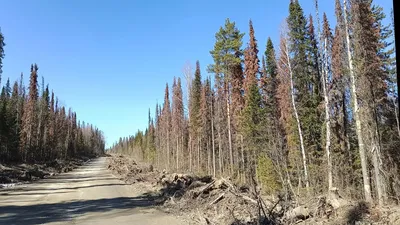 Хвойные деревья на вашем участке - Бізнес новини Броварів